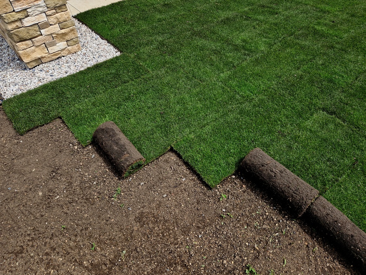 Fresh sod being laid on backyard lawn