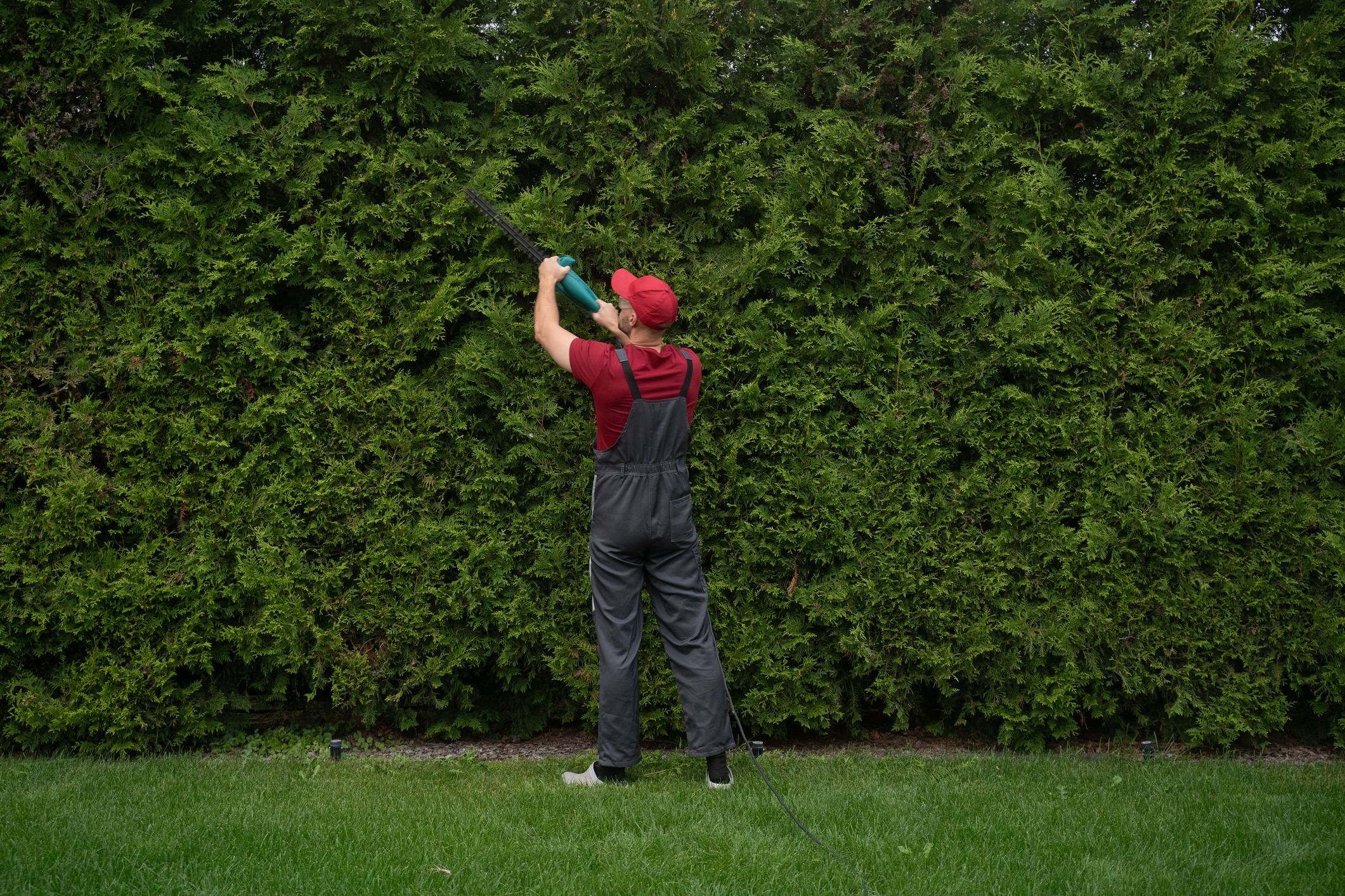 Gardener trimming tall green hedge with electric trimmer.
