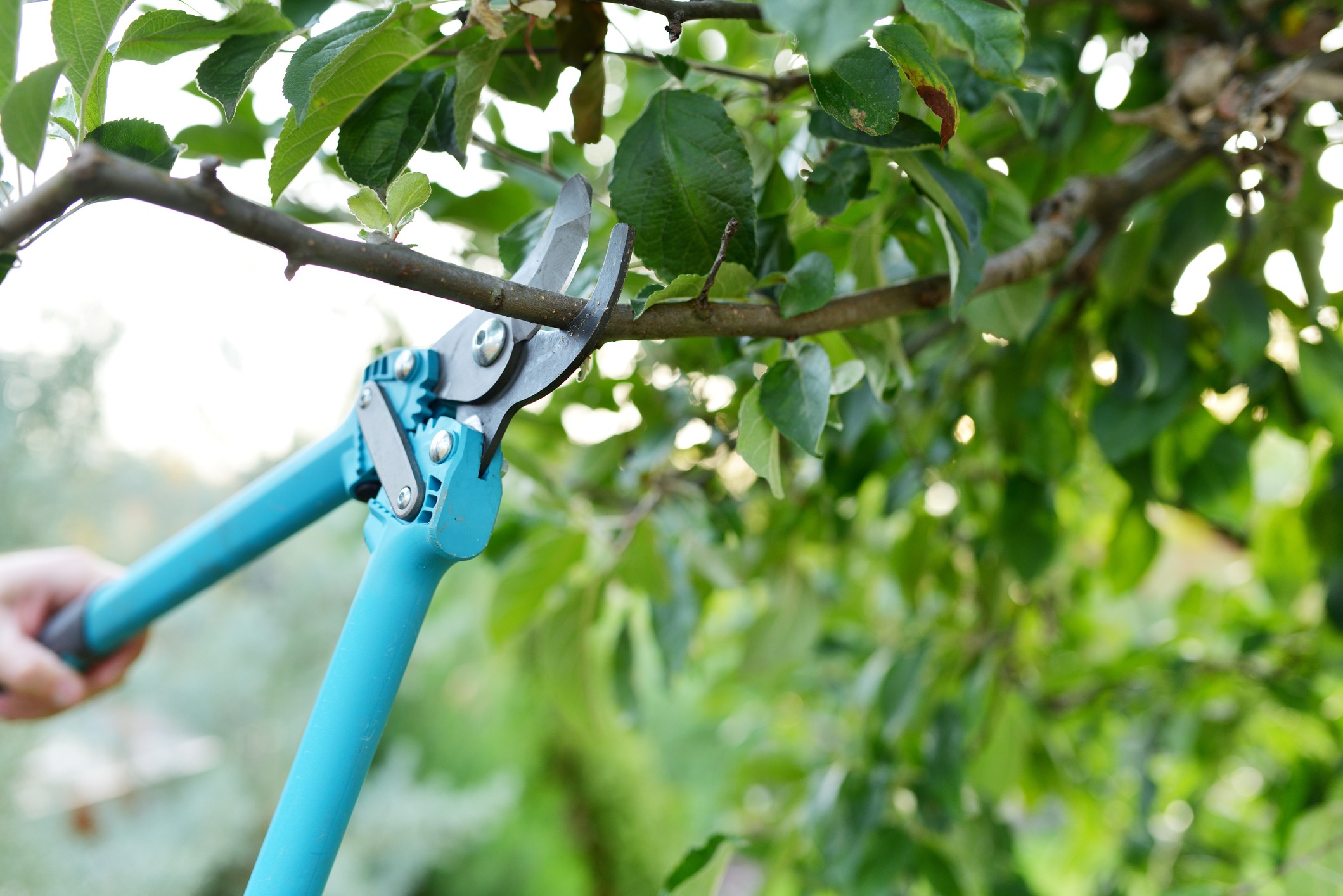 Pruning tree with blue garden shears