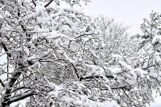 Snow-covered tree branches in winter landscape
